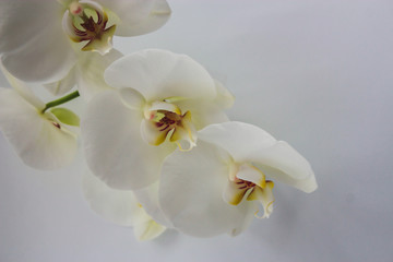 Naklejka na ściany i meble fresh natural white orchid flower with a green leaves in vase