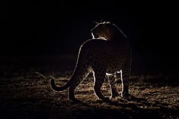 A horizontal, back lit, colour image of a leopard, Panthera pardus, in the Greater Kruger Transfrontier park, South Africa. © Villiers