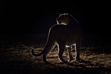 Rolgordijnen Panter Een horizontaal, van achteren verlicht, kleurenbeeld van een luipaard, Panthera pardus, in het Greater Kruger Transfrontier-park, Zuid-Afrika.