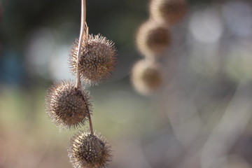 Obraz premium plane tree