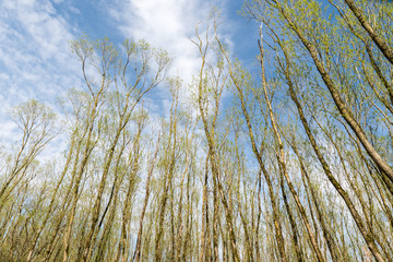 Obraz premium Tall trees with young fresh leaves on a beautiful day during spring