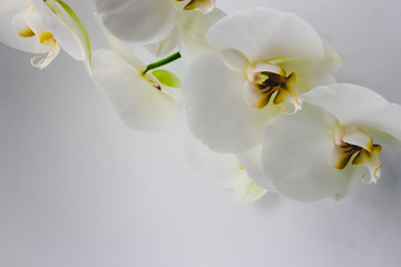 Naklejka na ściany i meble fresh natural white orchid flower with a green leaves in vase