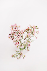 Wildflower branch isolated on white background. View from above. Flat lay.