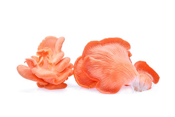 pink oyster mushroom isolated on white background
