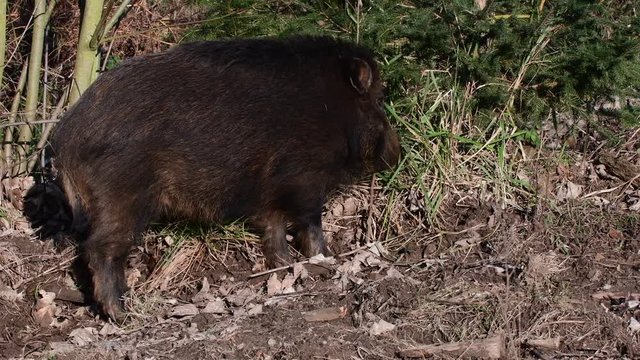 Wildschwein beim Gras fressen im Wald, Schwarzwild, Dezember, (Sus scrofa)