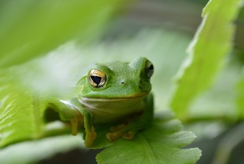 シュレーゲルアオガエル