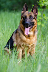 German shepherd dog