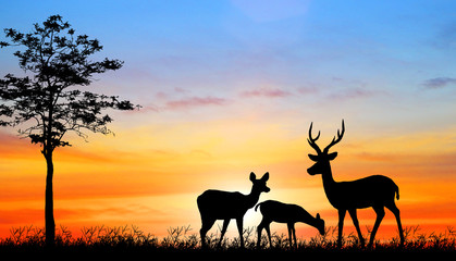 Fototapeta na wymiar silhouette deer in the forest on sunset