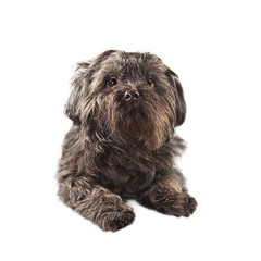 Black Bichon isolated on white