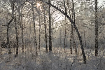 Foto auf Leinwand Winter. Park. The sun © zamury