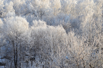Background: trees in the snow
