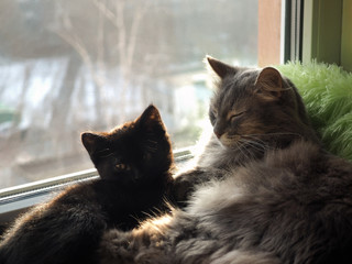 Adult cat and kitten on the window sill. The rays of the spring sun