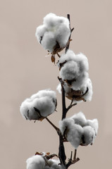 Dried,raw cotton branch on the blur background.Close up taken,isolated.