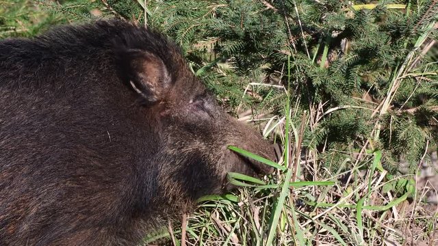 Wildschwein beim Gras fressen, Kopf Portrait, Schwarzwild, Dezember, (Sus scrofa)