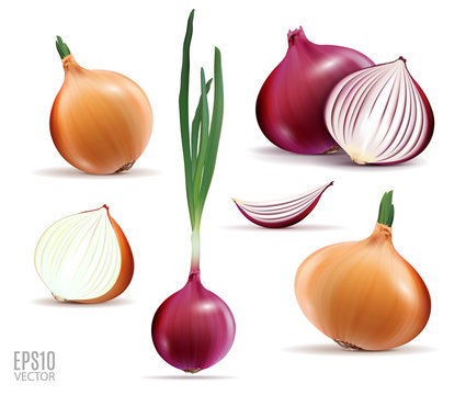 Vector collection of onions with slices isolated on white. Realistic 3d vector onion