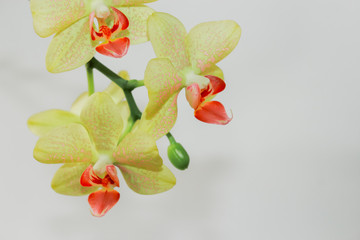 Fototapeta na wymiar fresh natural white orchid flower yellow a green leaves