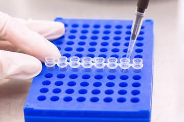 Fototapeta premium Plate for PCR processing with eppendorf tubes in microbiological or genetic laboratory, close-up