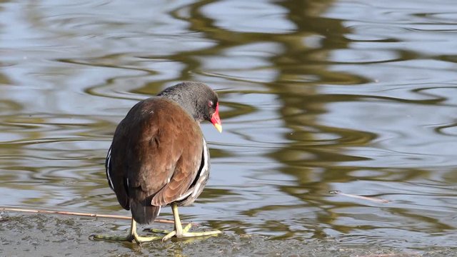 Teichhuhn putz sein Gefieder an Eiskante, (gallinula chloropus)