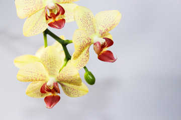 fresh natural white orchid flower yellow a green leaves