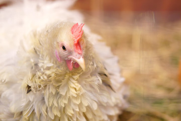 closeup head white chicken or hen and cute in cage or agriculture farm for protein food or egg and healthy with space