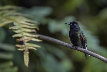 Black-bellied Hummingbird - Eupherusa nigriventris, beautiful black and green hummingbird from Costa Rica La Paz Waterfall.