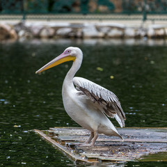 Pelican in lake