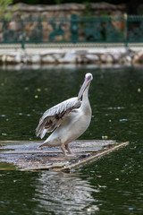 Pelican in lake