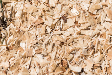 Close view of a tree stump with pattern and texture highlights