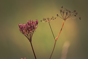 Beautiful butterfly on a flower in a field 