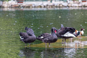 Black swans