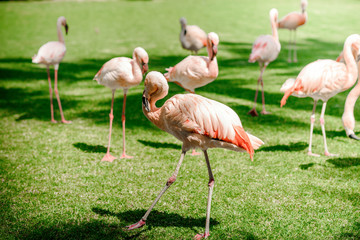 Pink big bird Greater Flamingo in tropical forest.