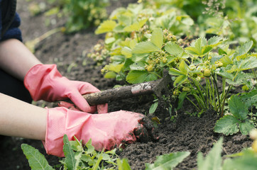 Working in the garden woman on a bed with small bushes of strawberries with green berries and garden tools