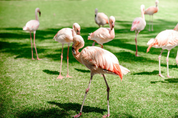 Pink big bird Greater Flamingo in tropical forest.