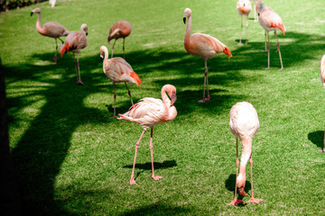 Pink big bird Greater Flamingo in tropical forest.