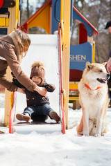 Akita-inu waits for a little boy while he plays in the park