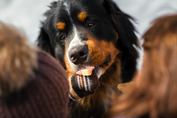 Happy Bernese Mountain dog takes cheese from boy's hand playing in the park