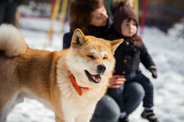 Akita-inu dog stands by the woman with little son playing in the park