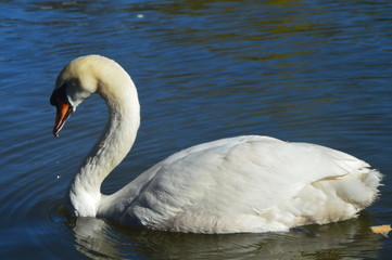 swan