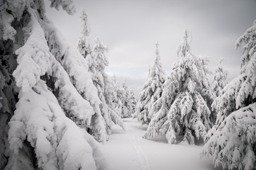 frosty trees in snowy forest in the mountains