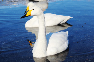 Swan Park Lake Tofutsuko in  hokkaido, Japan.