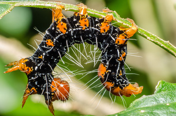 Wonderful and mysterious macro world