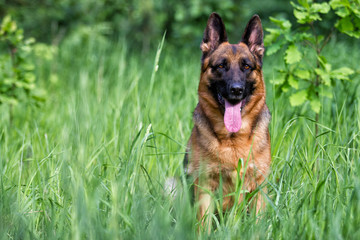 German shepherd dog in the grass