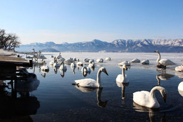 Swan Park Lake Tofutsuko in  hokkaido, Japan.