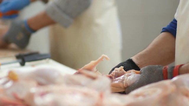 Food processing plant, chicken meat. Workers hands cut meat