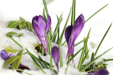 Plakat griechische Zwergkrokusse strecken ihre Köpfe bei den ersten Sonnenstrahlen im Frühlung durch eine Decke aus Schnee