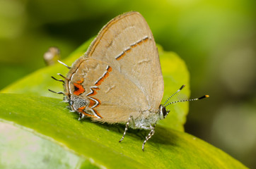 Obraz premium Wonderful and mysterious macro world