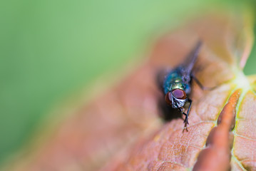 Blow-fly pathogens are glands dung,Blow-fly,Chrysomya megacephala (Fabricius)