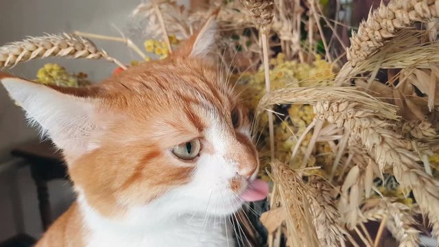 Red-white cat eats the dry rye ears. Cute funny red-white cat, close up.