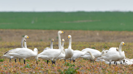 Whooper swan (Cygnus cygnus)