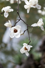 mangnolia flowers